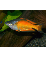Меланотения Паркинсона (Melanotaenia parkinsoni) Меланотения Паркинсона (Melanotaenia parkinsoni)