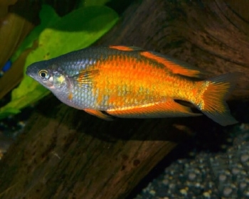 Меланотения Паркинсона (Melanotaenia parkinsoni)