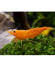 Креветка оранжевая (Neocaridina davidi var) Креветка оранжевая (Neocaridina davidi var)
