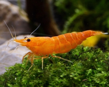 Креветка оранжевая (Neocaridina davidi var)