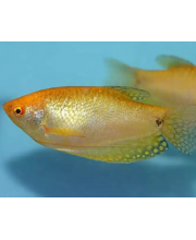 Гурами солнечный (Trichogaster trichopterus var.) Гурами солнечный (Trichogaster trichopterus var.)