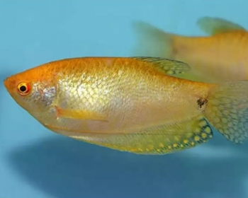 Гурами солнечный (Trichogaster trichopterus var.)