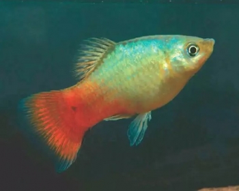 Пецилия Голубой коралл (Xiphophorus maculatus var.)