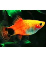 Пецилия Микки-Маус (Xiphophorus maculatus var.) Пецилия Микки-Маус (Xiphophorus maculatus var.)
