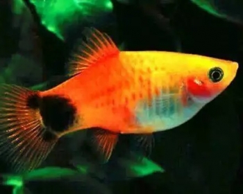 Пецилия Микки-Маус (Xiphophorus maculatus var.)