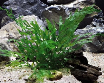 Болбитис Хедело (Bolbitis heudelotii)