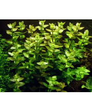Бакопа каролинская (Bacopa caroliniana) Бакопа каролинская (Bacopa caroliniana)