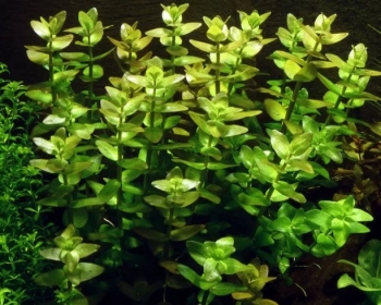 Бакопа каролинская (Bacopa caroliniana)