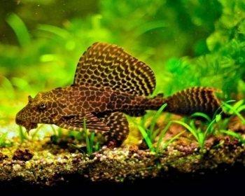 Птерегоплихт парчевый (Pterygoplichthys gibbiceps)