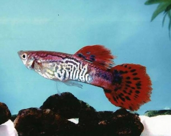 Гуппи Кобра красная самцы (Poecilia reticulata var.)