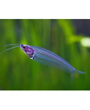 Сом стеклянный (Kryptopterus bicirrhis) Сом стеклянный (Kryptopterus bicirrhis)