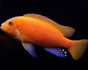 Псевдотрофеус зебра красная (Pseudotropheus zebra)