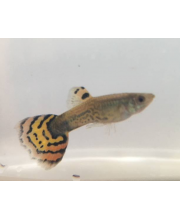 Гуппи Кобра пестрая самцы (Poecilia reticulata var.) Гуппи Кобра пестрая самцы (Poecilia reticulata var.)