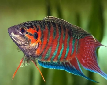 Макропод обыкновенный (Macropodus opercularis)