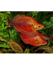 Глоссолепис красный (Glossolepis incisus) Глоссолепис красный (Glossolepis incisus)
