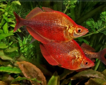 Глоссолепис красный (Glossolepis incisus)