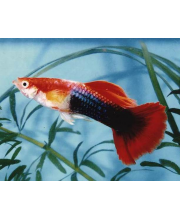 Гуппи Тукседо красные самцы (Poecilia reticulata var.)