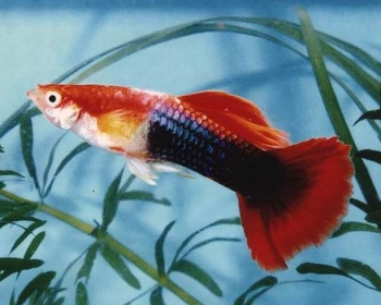 Гуппи Тукседо красные самцы (Poecilia reticulata var.)