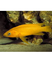 Лампрологус апельсиновый (Neolamprologus leleupi) Лампрологус апельсиновый (Neolamprologus leleupi)