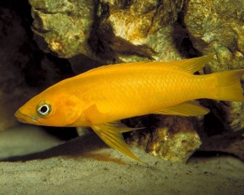Лампрологус апельсиновый (Neolamprologus leleupi)