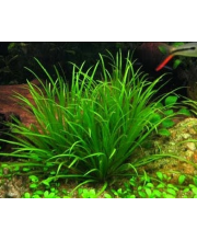 Бликса японская (Blyxa japonica) Бликса японская (Blyxa japonica)