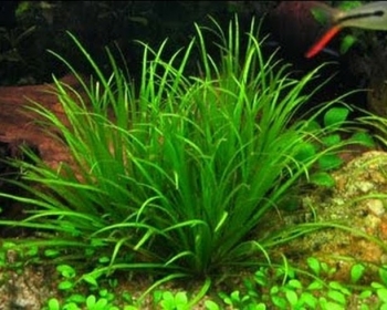 Бликса японская (Blyxa japonica)