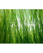 Валлиснерия американская (Vallisneria americana) Валлиснерия американская (Vallisneria americana)