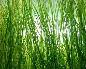 Валлиснерия американская (Vallisneria americana)