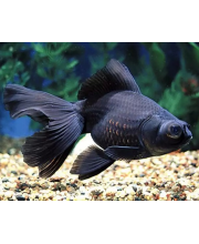 Телескоп черный (Carassius auratus var.) Телескоп черный (Carassius auratus var.)