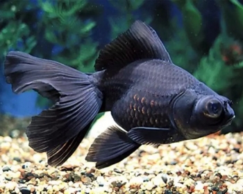 Телескоп черный (Carassius auratus var.)