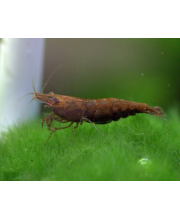 Креветка шоколадная (Neocaridina davidi var) Креветка шоколадная (Neocaridina davidi var)
