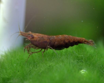 Креветка шоколадная (Neocaridina davidi var)