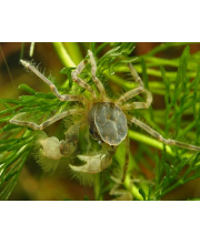 Краб паук (Limnopilos naiyanetri) Краб паук (Limnopilos naiyanetri)