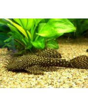 Анциструс обыкновенный (Ancistrus dolichopterus) Анциструс обыкновенный (Ancistrus dolichopterus)