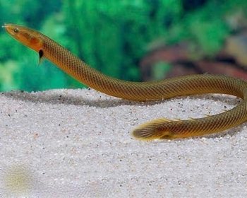 Каламоихт калабарский (Erpetoichthys calabaricus)