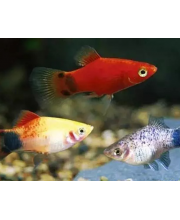 Пецилия ассорти (Xiphophorus maculatus var.) Пецилия ассорти (Xiphophorus maculatus var.)