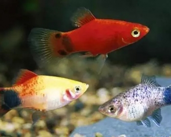 Пецилия ассорти (Xiphophorus maculatus var.)