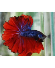 Петушок халфмун (Betta Splendens var.) Петушок халфмун (Betta Splendens var.)