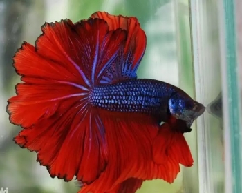 Петушок халфмун (Betta Splendens var.)