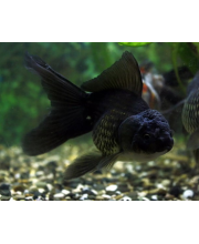 Оранда черная (Carassius auratus var.) Оранда черная (Carassius auratus var.)