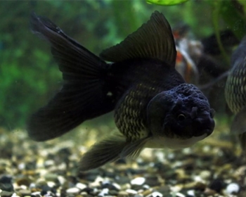 Оранда черная (Carassius auratus var.)