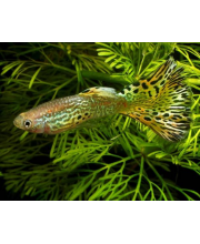 Гуппи Кобра зеленая самцы (Poecilia reticulata var.) Гуппи Кобра зеленая самцы (Poecilia reticulata var.)