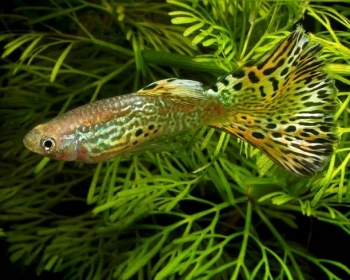 Гуппи Кобра зеленая самцы (Poecilia reticulata var.)