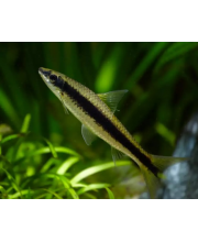 Водорослеед сиамский (Crossocheilus siamensis) Водорослеед сиамский (Crossocheilus siamensis)