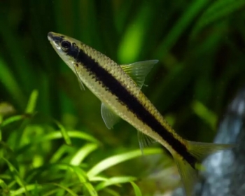 Водорослеед сиамский (Crossocheilus siamensis)