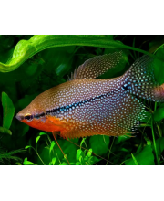 Гурами жемчужный (Trichogaster leerii) Гурами жемчужный (Trichogaster leerii)