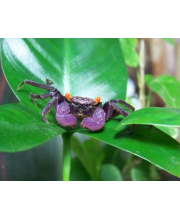 Краб вампир (Geosesarma sp.) Краб вампир (Geosesarma sp.)