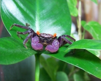 Краб вампир (Geosesarma sp.)