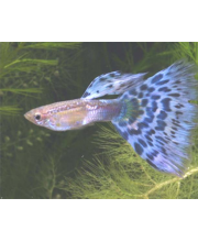 Гуппи Мозайка голубая самцы (Poecilia reticulata var.)