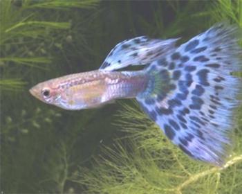 Гуппи Мозайка голубая самцы (Poecilia reticulata var.)